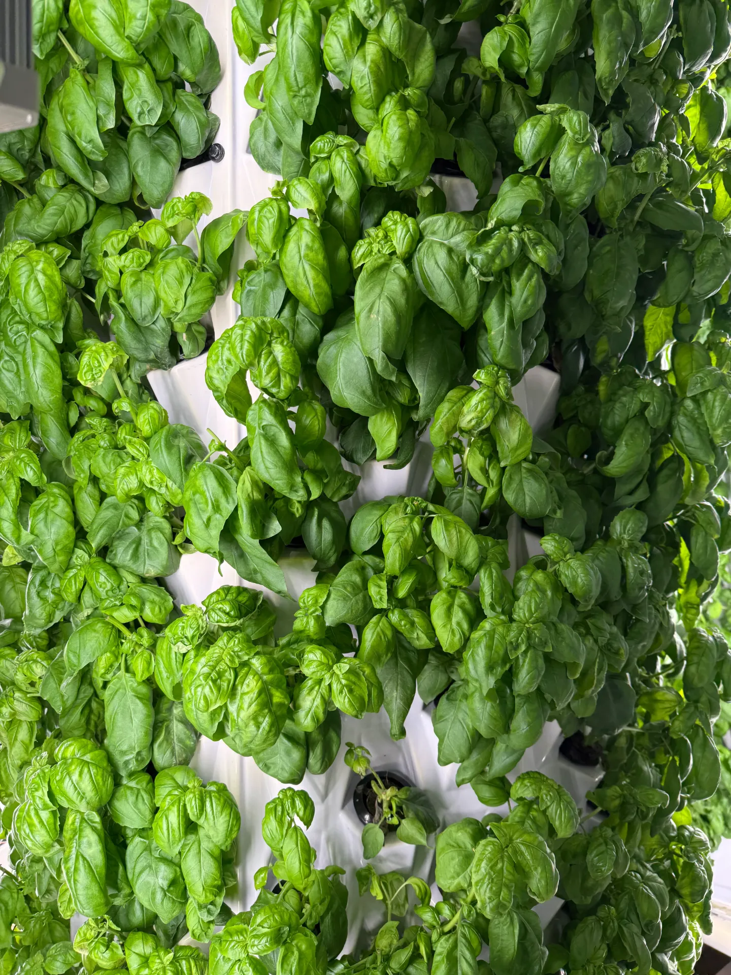 Basil (Clamshell (28g))